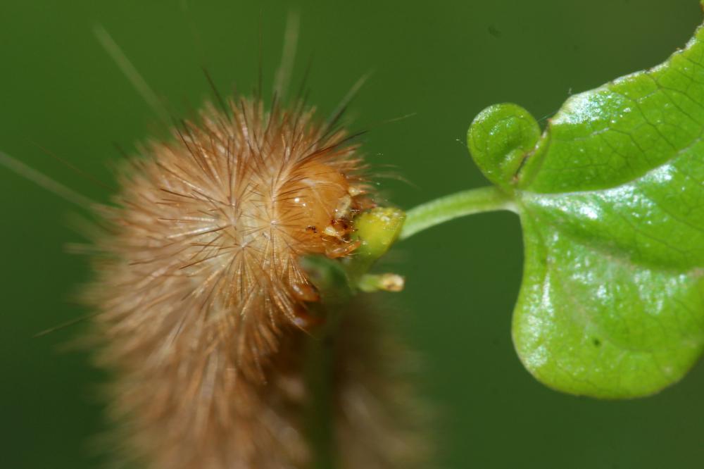 Ecaille mendiante (L') Diaphora mendica (Clerck, 1759)