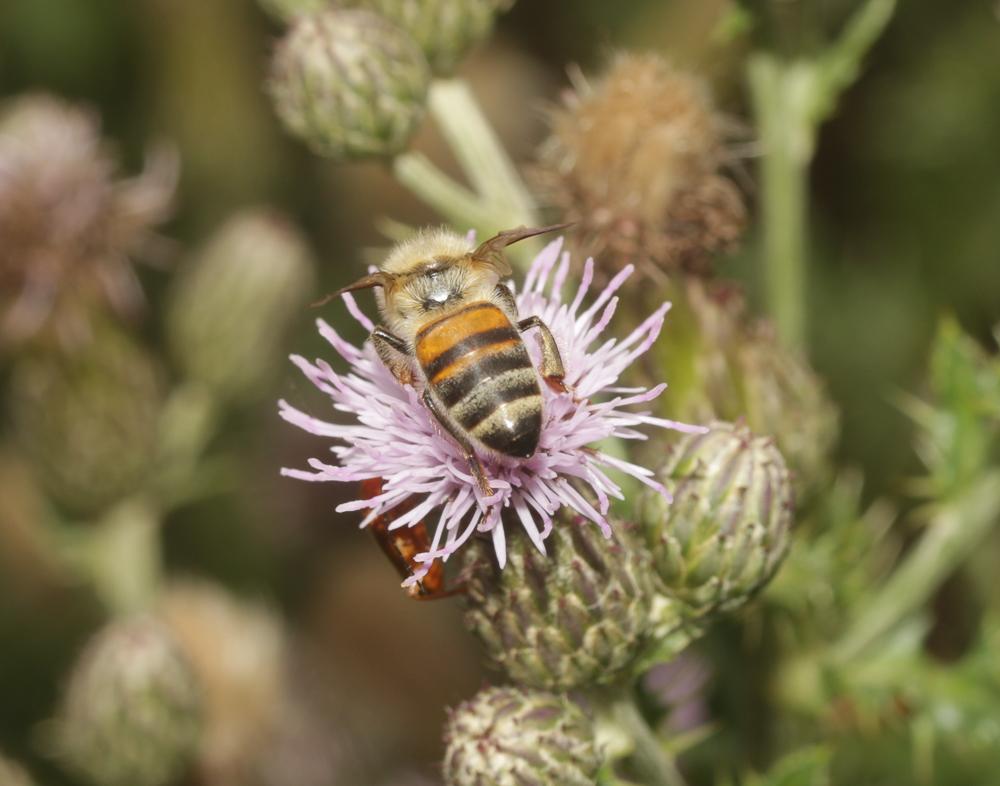 Le Abeille domestique, Abeille européenne, Abeille me Apis mellifera Linnaeus, 1758