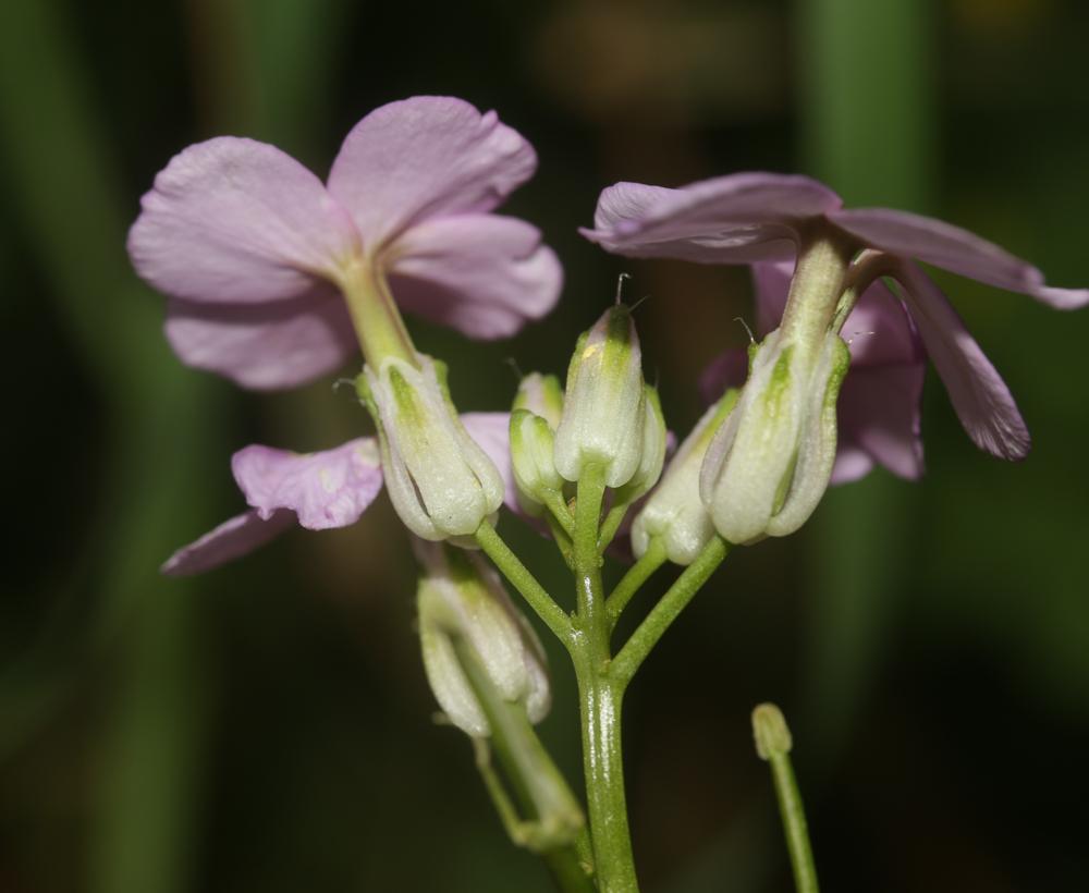 Julienne des dames Hesperis matronalis L., 1753