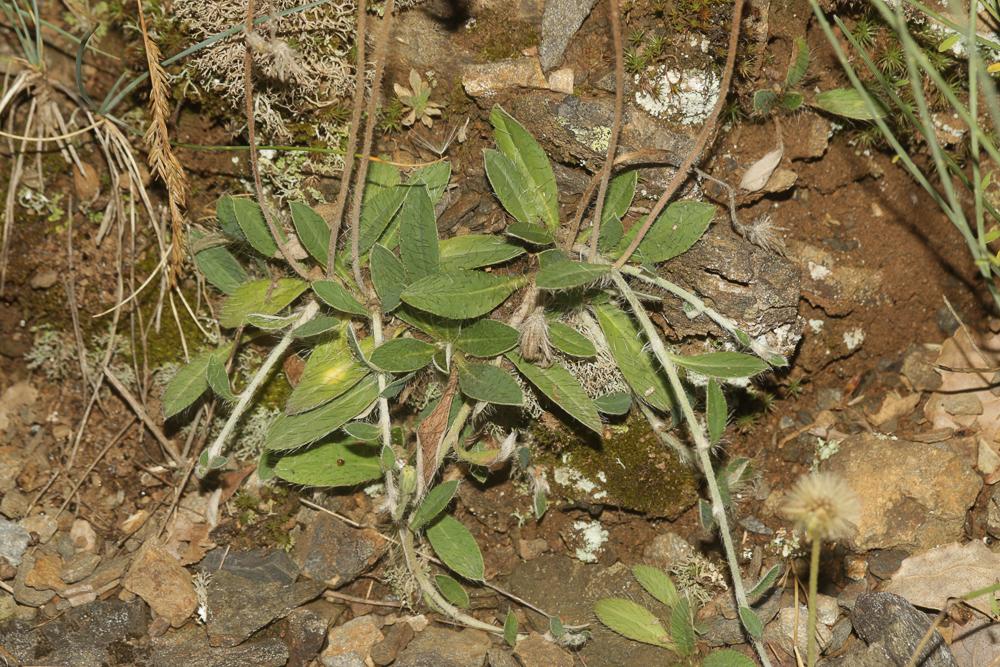 Piloselle Pilosella officinarum F.W.Schultz & Sch.Bip., 1862