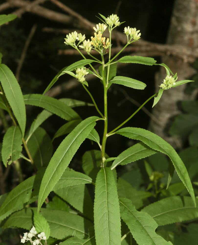 Séneçon de Fuchs Senecio ovatus (G.Gaertn., B.Mey. & Scherb.) Willd., 1803