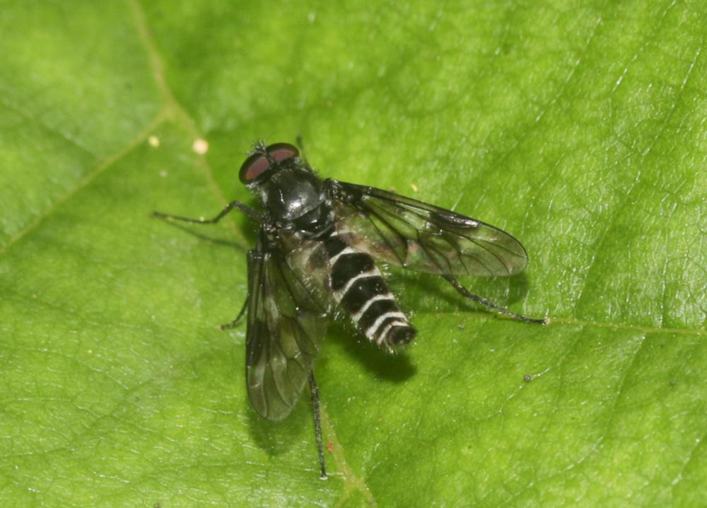  Ibisia marginata (Fabricius, 1781)