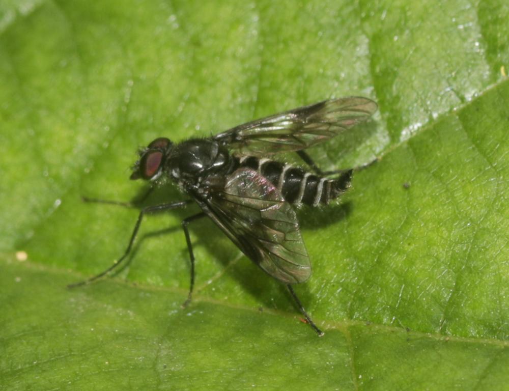  Ibisia marginata (Fabricius, 1781)