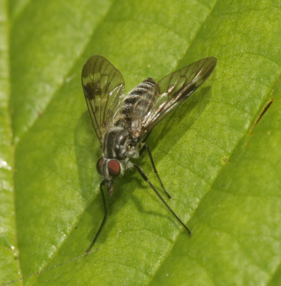  Ibisia marginata (Fabricius, 1781)