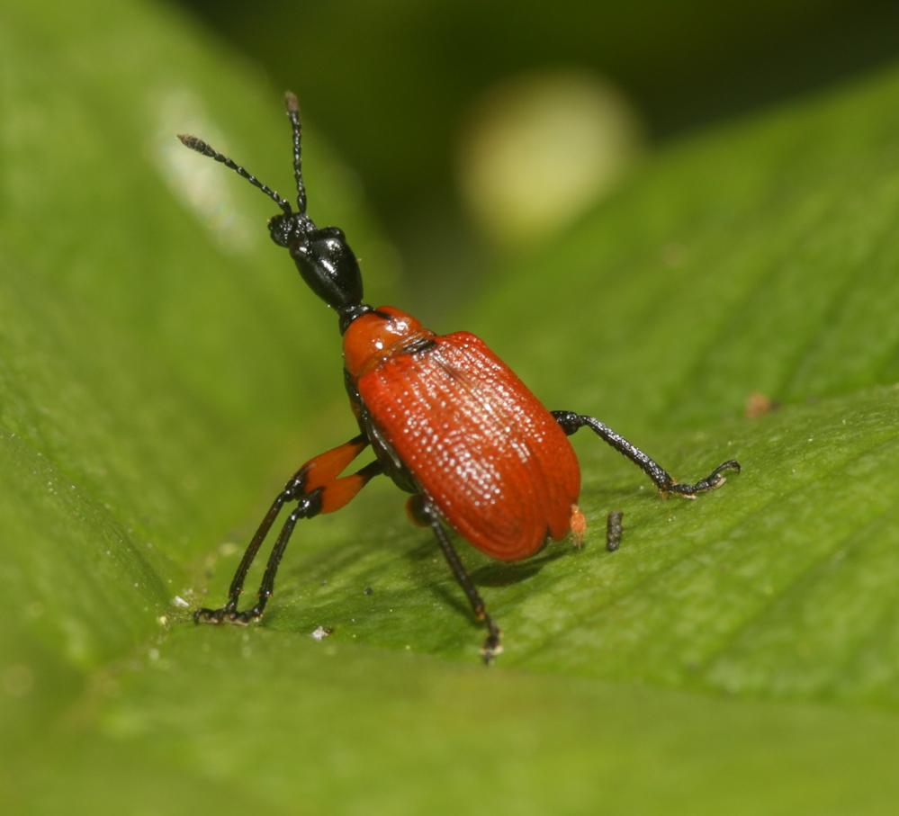  Apoderus coryli (Linnaeus, 1758)