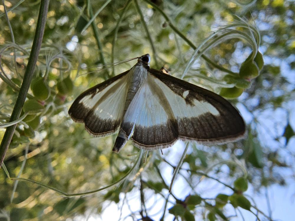 Pyrale du buis Cydalima perspectalis (Walker, 1859)