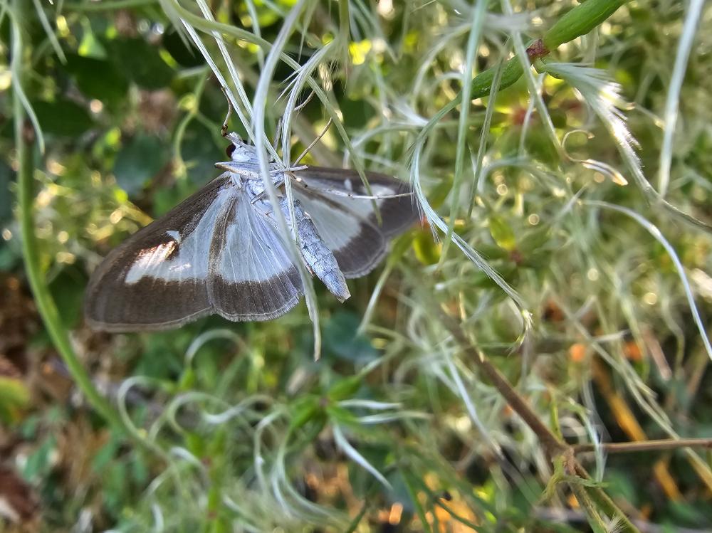 Pyrale du buis Cydalima perspectalis (Walker, 1859)