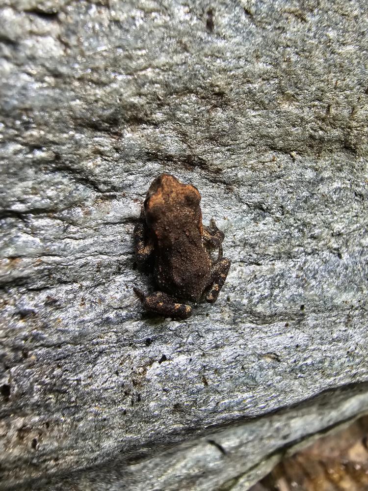 Crapaud épineux (Le) Bufo spinosus Daudin, 1803