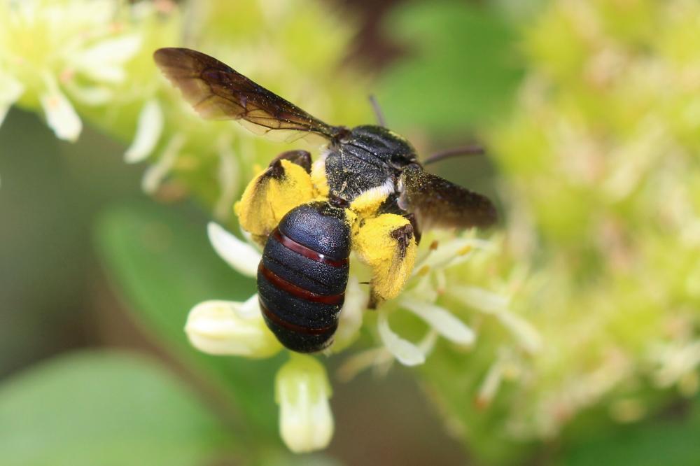  Andrena asperrima Pérez, 1895