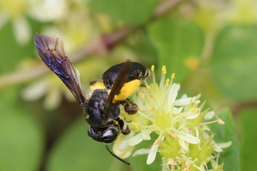  Andrena asperrima Pérez, 1895