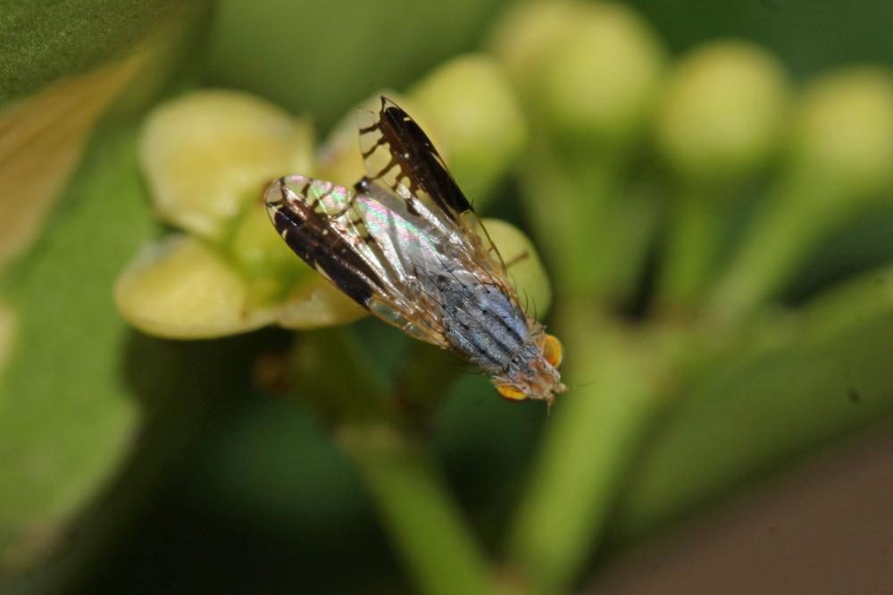  Capitites ramulosa (Loew, 1844)