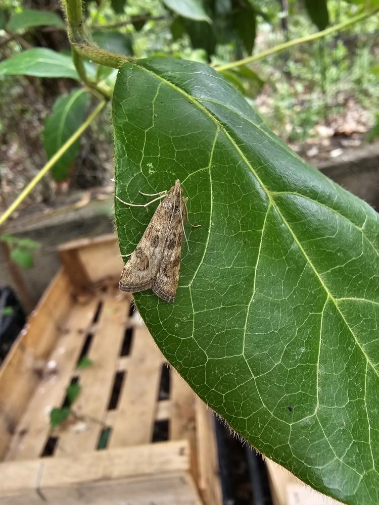  Nomophila noctuella (Denis & Schiffermüller, 1775)