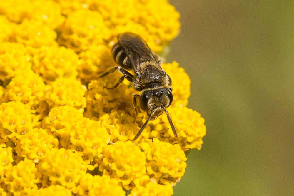  Andrena colletiformis Morawitz, 1874