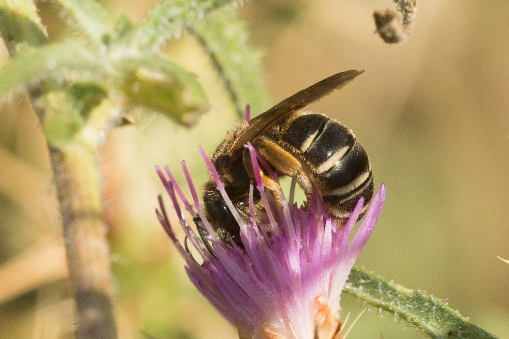  Halictus Latreille, 1804