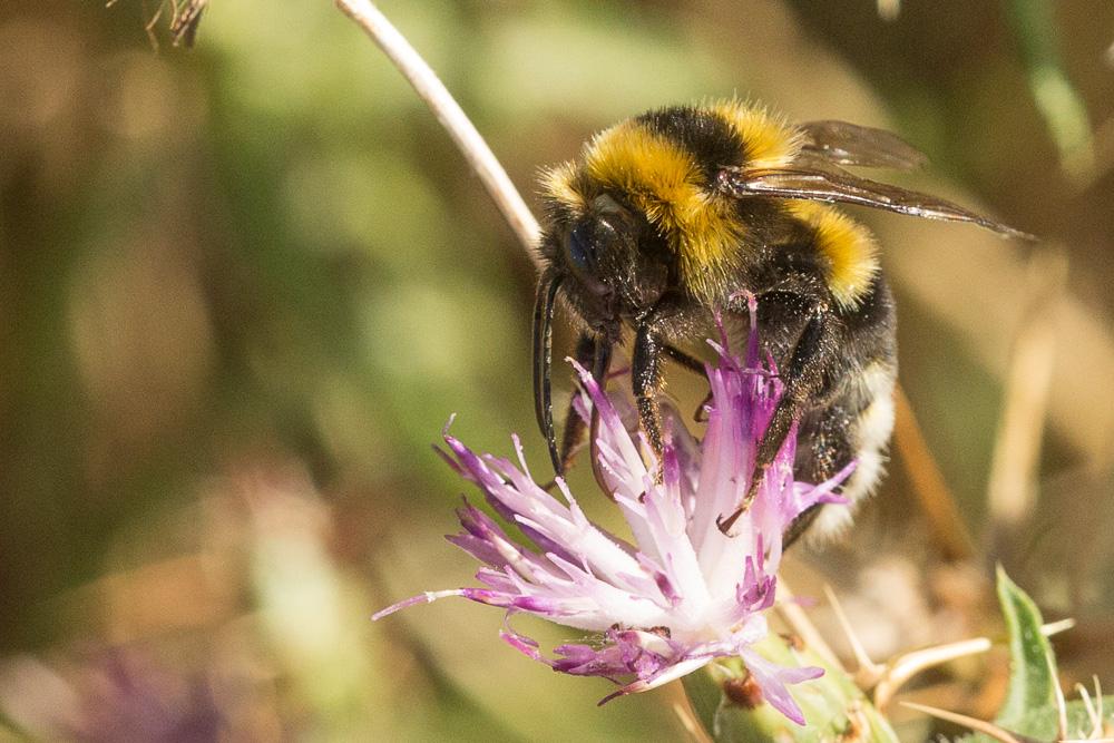 Bourdon des jardins Bombus hortorum (Linnaeus, 1760)