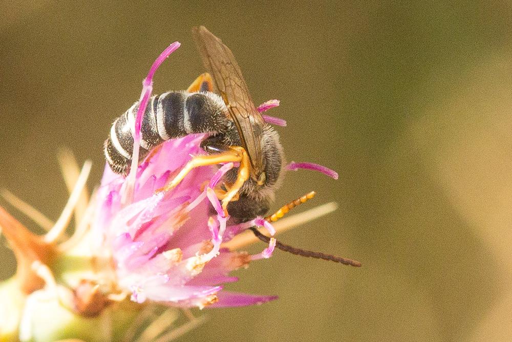  Halictus crenicornis Blüthgen, 1923