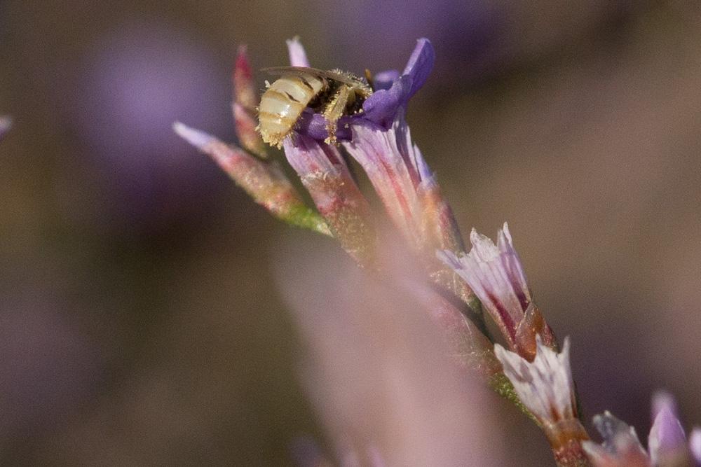 Le  Nomioides minutissimus (Rossi, 1790)