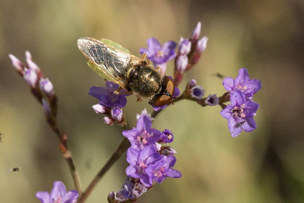  Odontomyia angulata (Panzer, 1798)