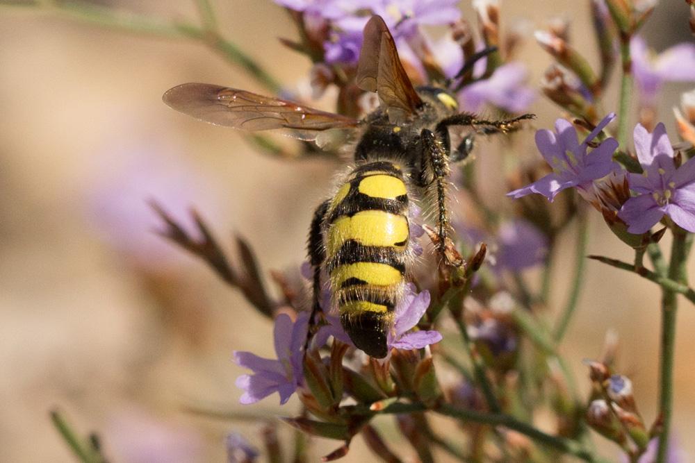 Le  Colpa sexmaculata (Fabricius, 1781)