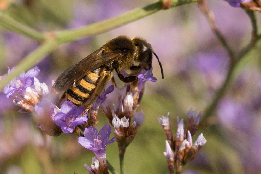  Halictus scabiosae (Rossi, 1790)