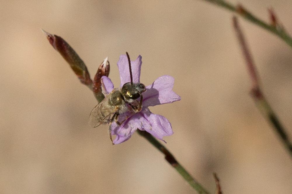 Le  Vestitohalictus vestitus (Lepeletier, 1841)