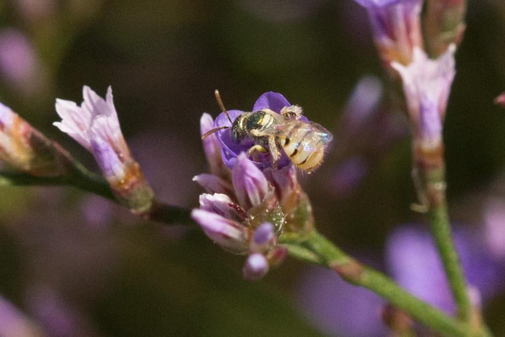 Le  Nomioides minutissimus (Rossi, 1790)