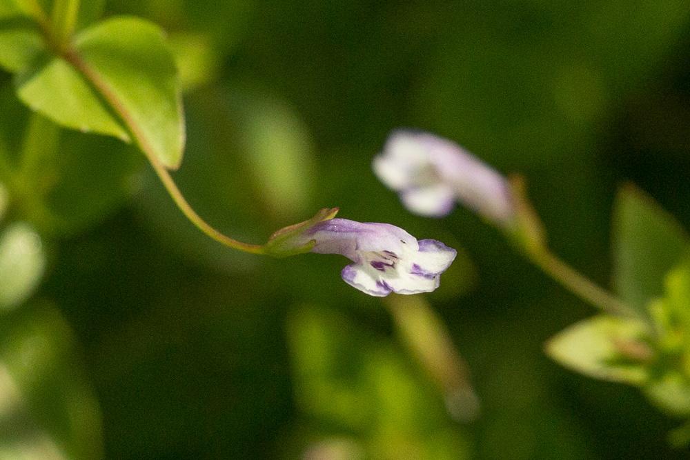 Lindernie fausse-gratiole, Fausse Gratiole Lindernia dubia (L.) Pennell, 1935