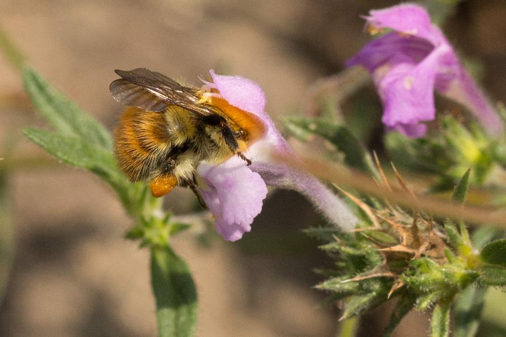 Bourdon des champs Bombus pascuorum (Scopoli, 1763)