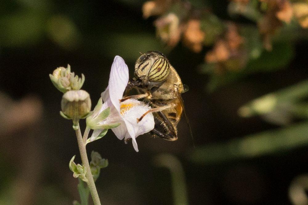 Le  Eristalinus taeniops (Wiedemann, 1818)