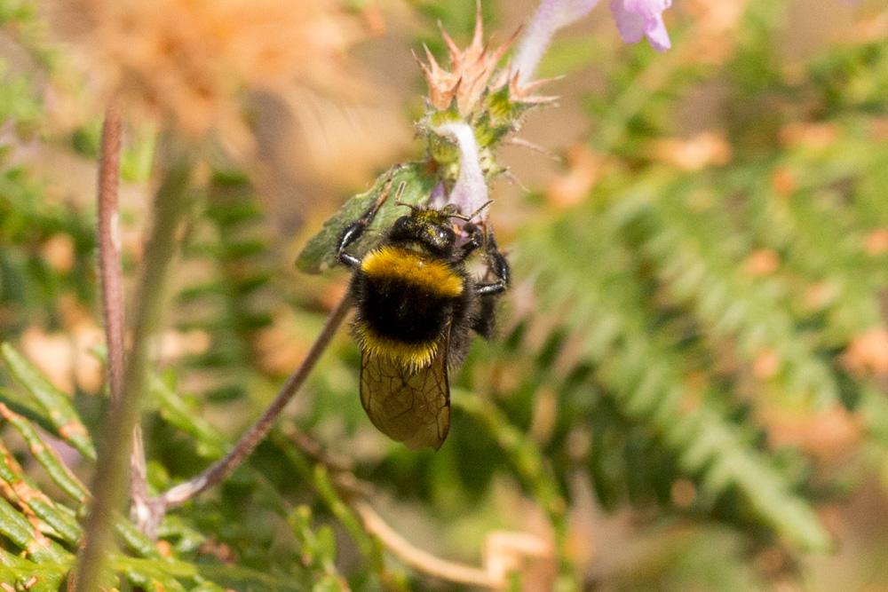 Bourdon des jardins Bombus hortorum (Linnaeus, 1760)