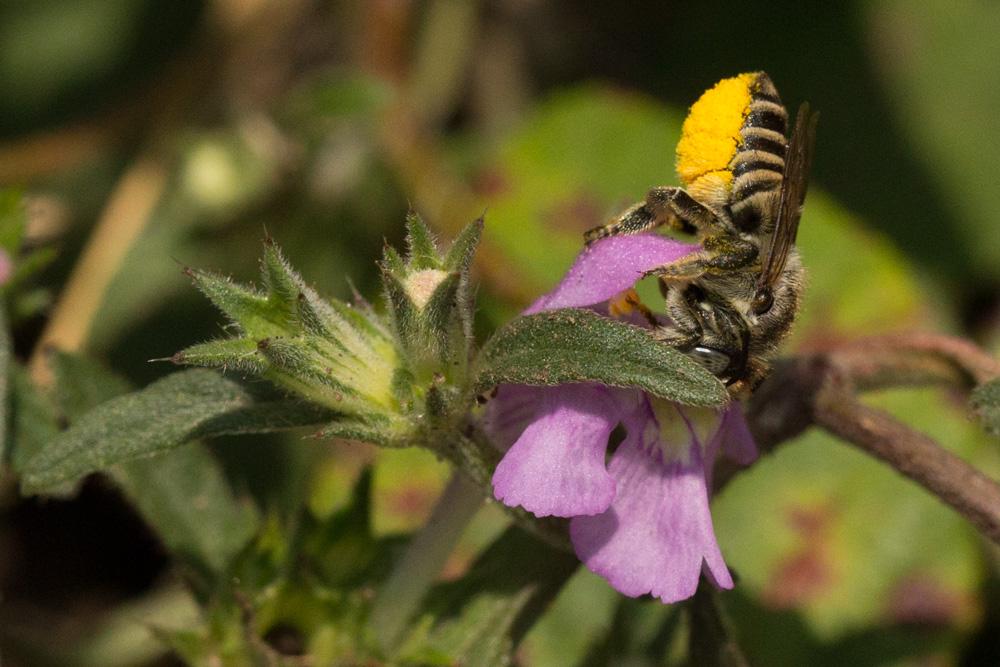  Megachile pilidens Alfken, 1924