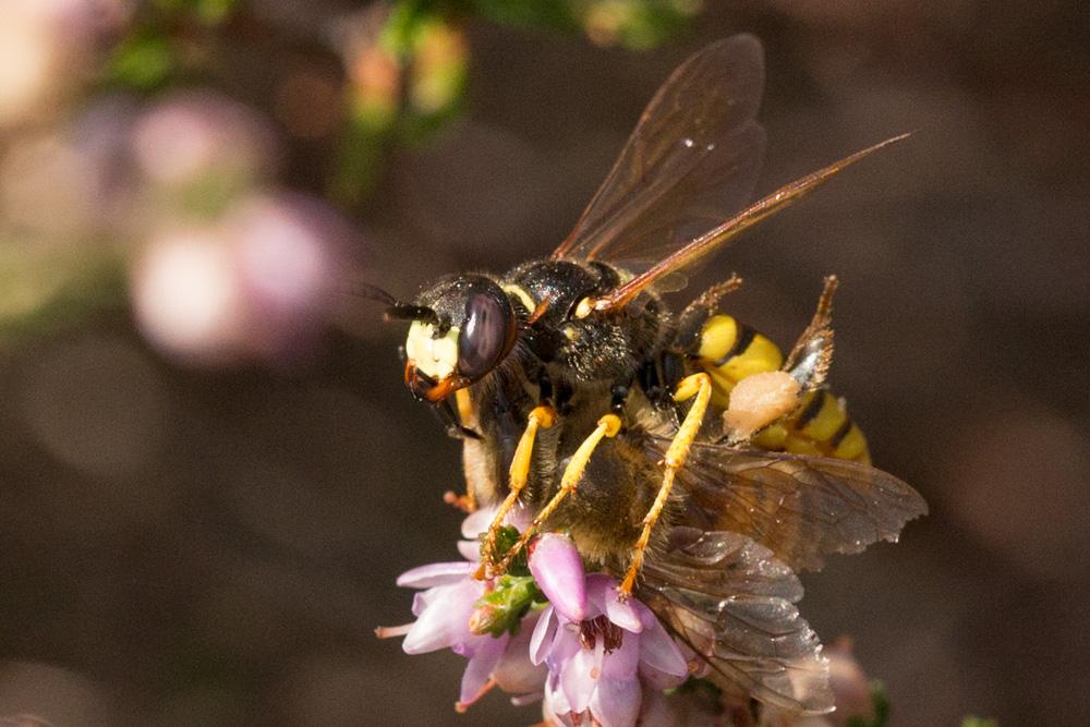 Le  Philanthus triangulum (Fabricius, 1775)