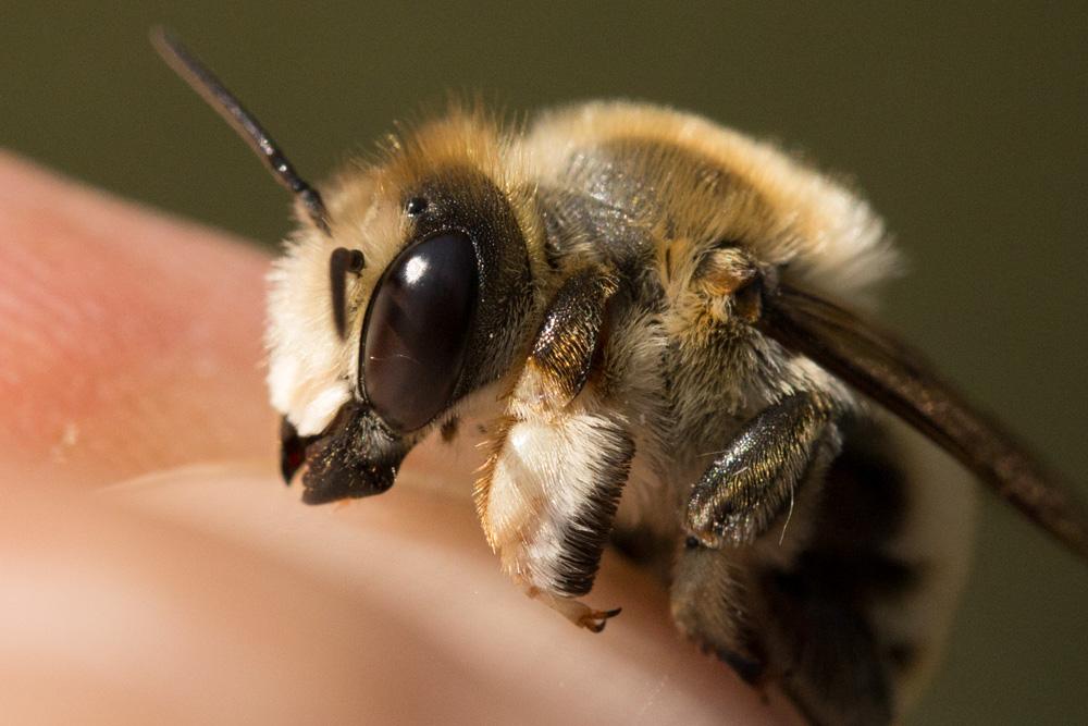 Le  Megachile lagopoda (Linnaeus, 1760)