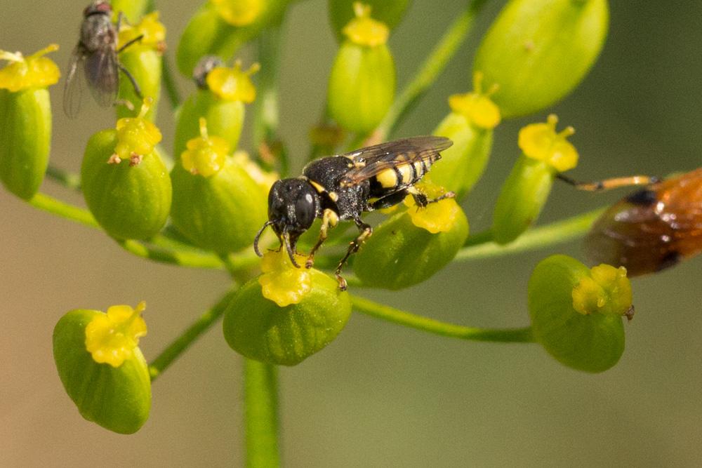 Le  sp. Oxybelus Latreille, 1796 sp.