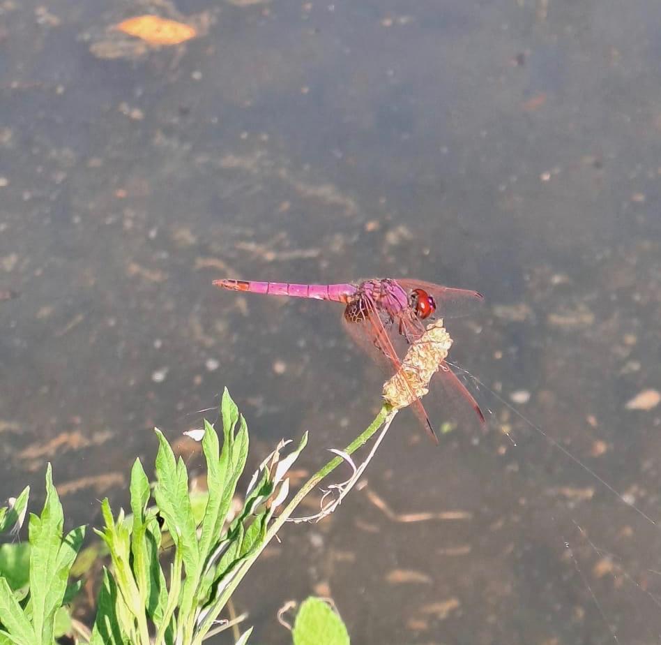 Trithémis annelé (Le) Trithemis annulata (Palisot de Beauvois, 1807)