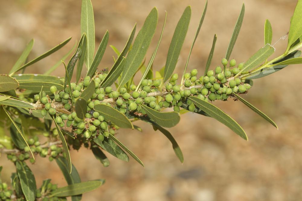 Alavert à feuilles étroites Phillyrea angustifolia L., 1753