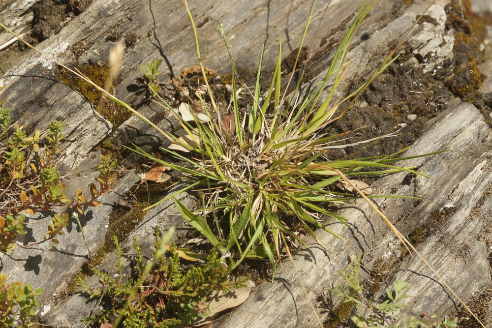 Danthonie, Sieglingie retombante Danthonia decumbens (L.) DC., 1805