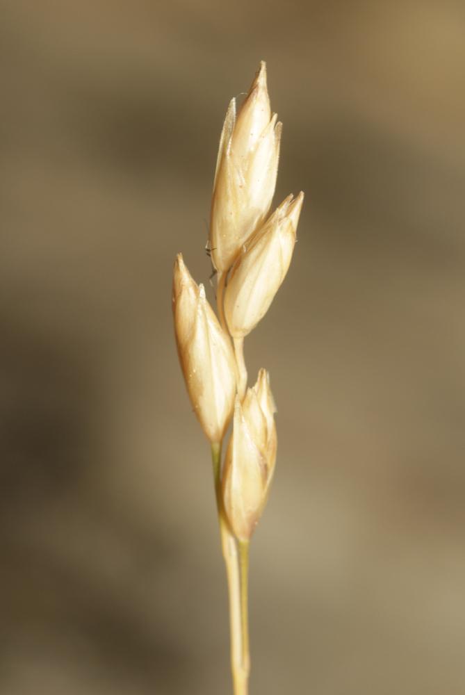 Danthonie, Sieglingie retombante Danthonia decumbens (L.) DC., 1805