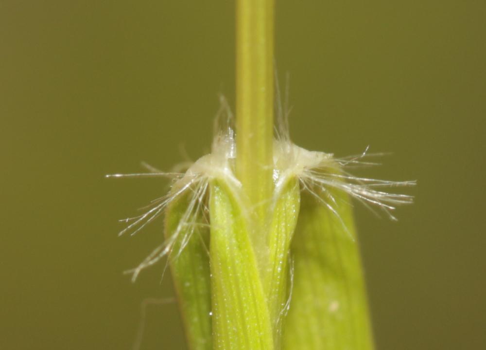 Danthonie, Sieglingie retombante Danthonia decumbens (L.) DC., 1805