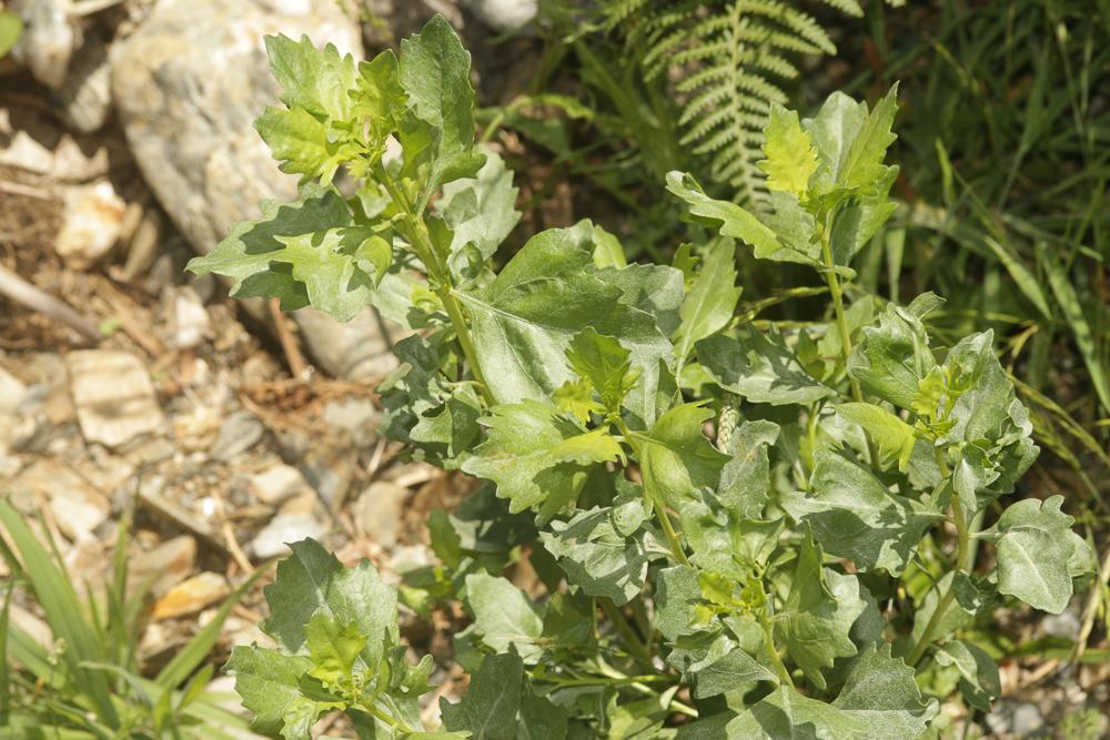 Séneçon en arbre, Baccharis à feuilles d'Halimione Baccharis halimifolia L., 1753