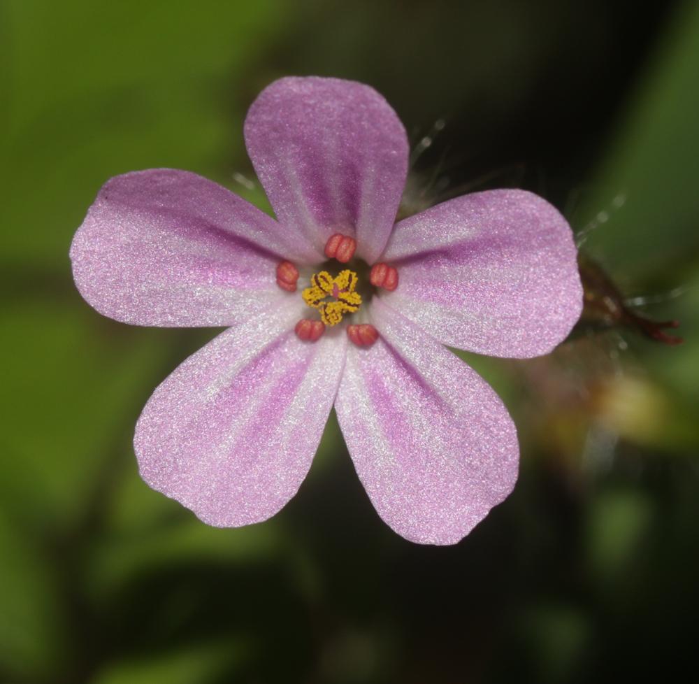 Herbe à Robert Geranium robertianum subsp. robertianum L., 1753