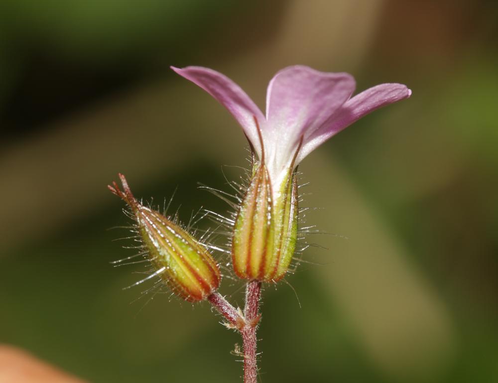 Herbe à Robert Geranium robertianum subsp. robertianum L., 1753