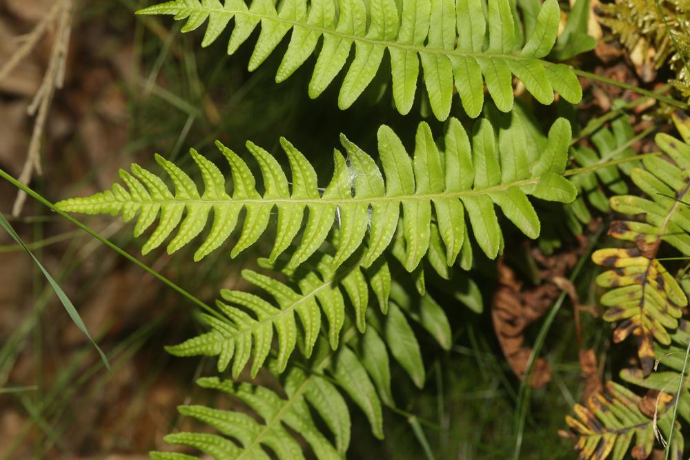 Réglisse des bois, Polypode vulgaire Polypodium vulgare L., 1753