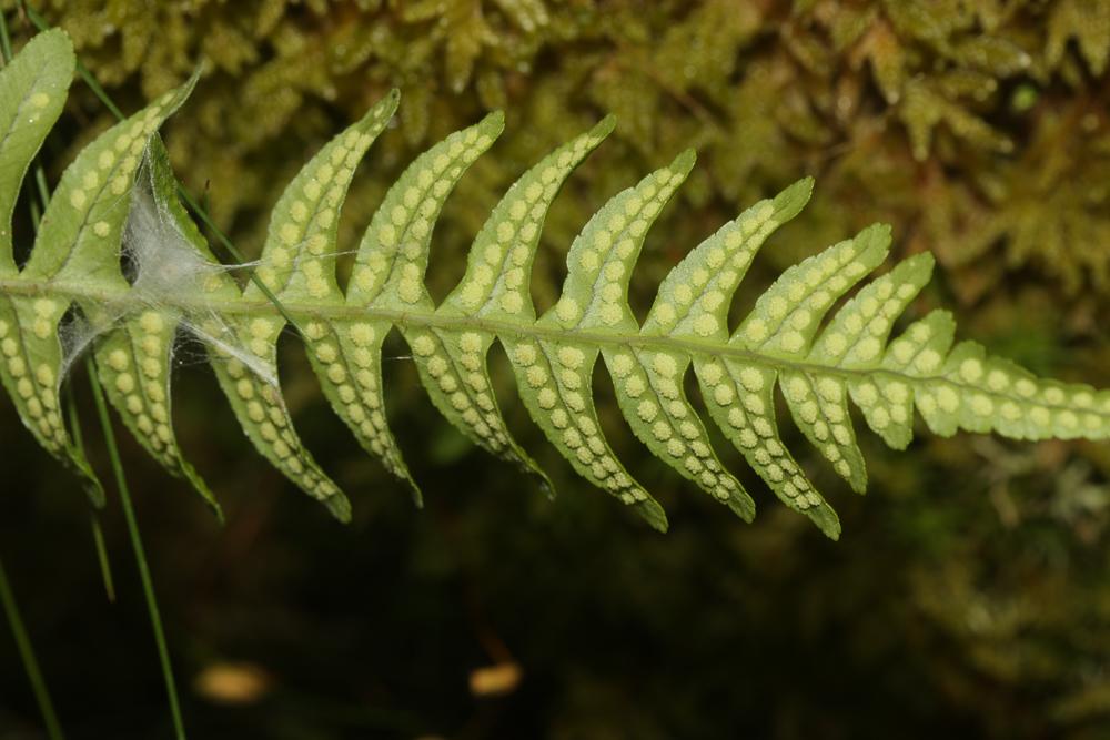 La Réglisse des bois, Polypode vulgaire Polypodium vulgare L., 1753