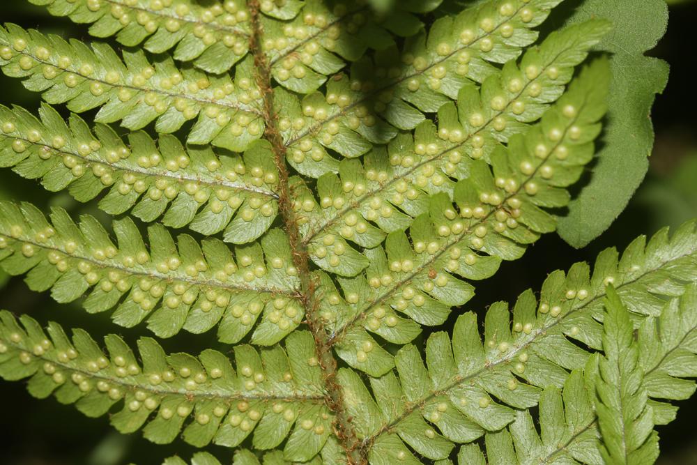 Dryoptéris écailleux, Fausse Fougère mâle Dryopteris affinis (Lowe) Fraser-Jenk., 1979