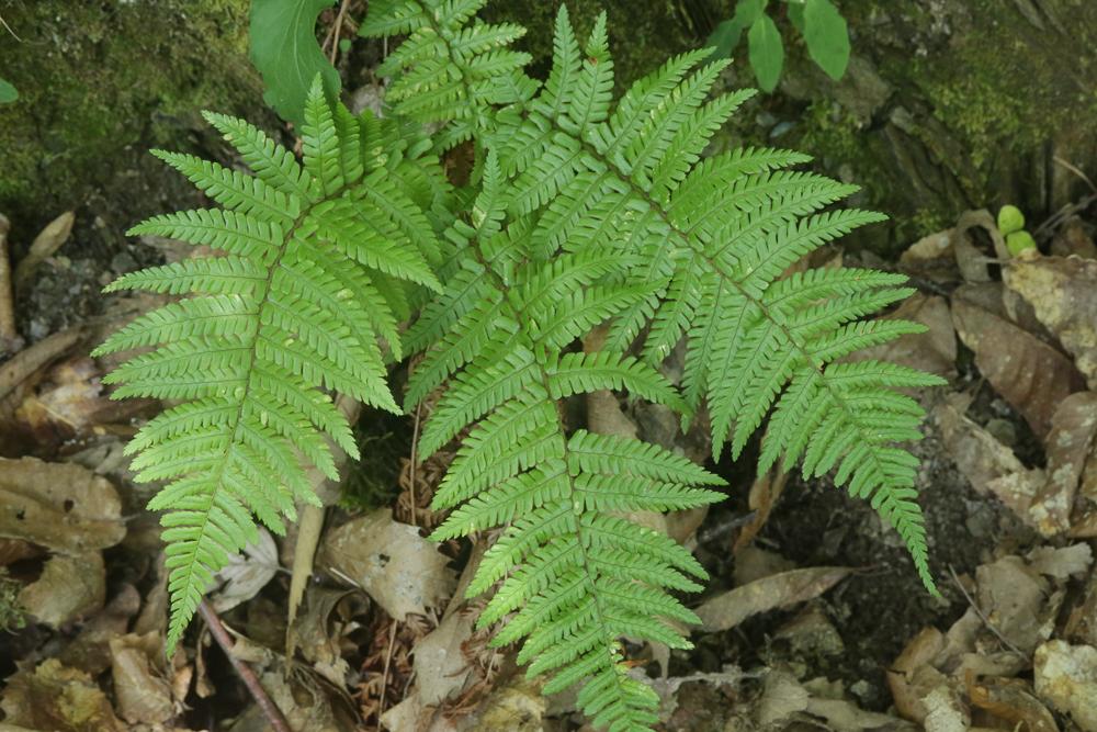 Dryoptéris écailleux, Fausse Fougère mâle Dryopteris affinis (Lowe) Fraser-Jenk., 1979