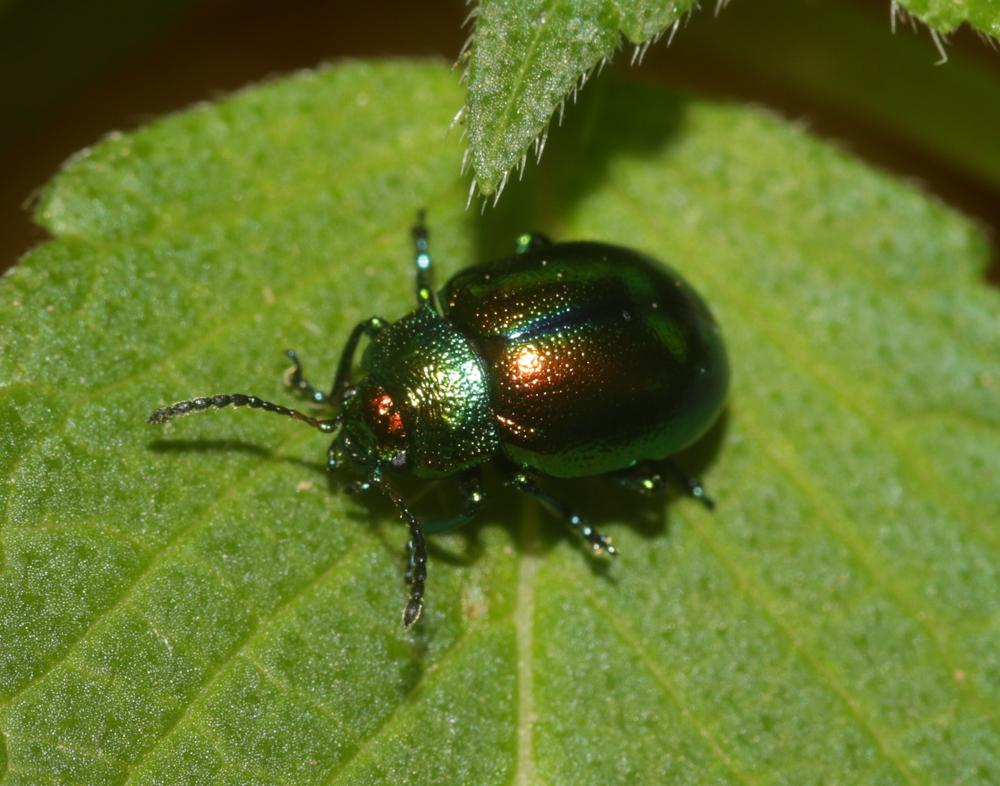  Chrysolina fastuosa (Scopoli, 1763)