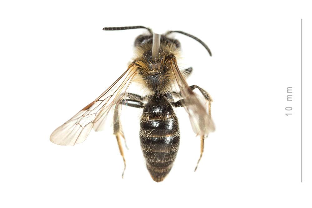  Andrena angustior (Kirby, 1802)