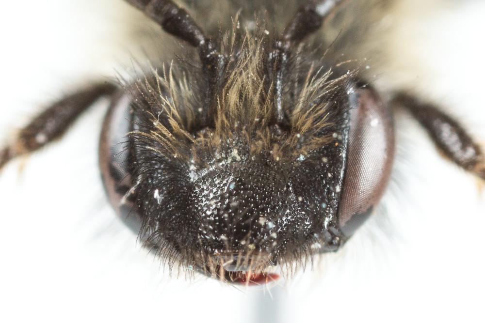  Andrena bicolor Fabricius, 1775