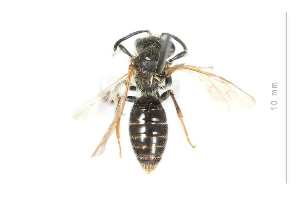  Andrena chrysosceles (Kirby, 1802)